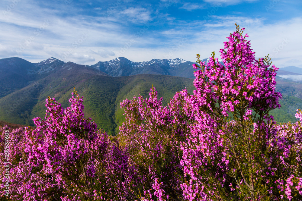 HEATHER (Erica australis), Fuentes del Narcea, Degaña e Ibias Natural Park, Asturias, Spain, Europe HEATHER (Erica australis), Fuentes del Narcea, Degaña e Ibias Natural Park, Asturias, Spain, Europe