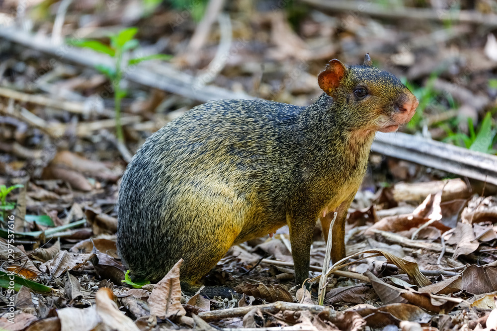 Agouti, small rodent, sitting on forest ground in Pantanal Wetlands, Mato Grosso, Brazil Agouti, small rodent, sitting on forest ground in Pantanal Wetlands, Mato Grosso, Brazil
