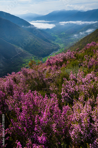 HEATHER (Erica australis), Fuentes del Narcea, Degaña e Ibias Natural Park, Asturias, Spain, Europe photo