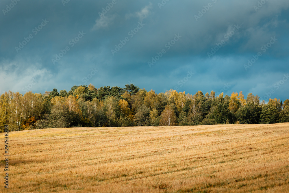 forest and field, beautiful autumn landscape forest and field, beautiful autumn landscape