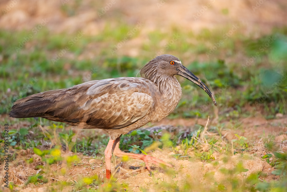 Side view of a Plumbeous Ibis walking on the ground, Pantanal Wetlands, Mato Grosso, Brazil Side view of a Plumbeous Ibis walking on the ground, Pantanal Wetlands, Mato Grosso, Brazil