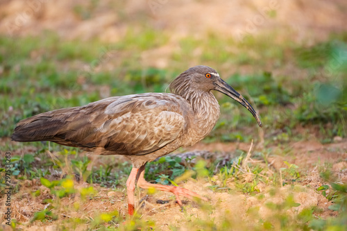 Side view of a Plumbeous Ibis walking on the ground, Pantanal Wetlands, Mato Grosso, Brazil