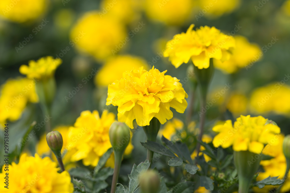 Marigolds flowers in the garden Marigolds flowers in the garden