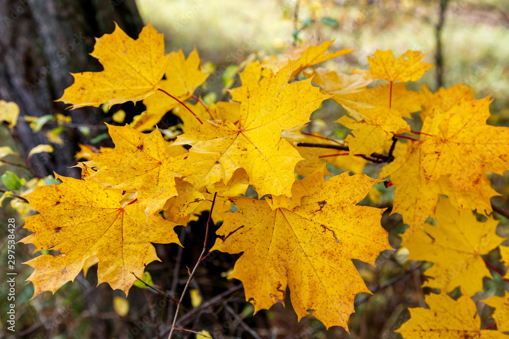 Fototapeta premium Yellow maple leaves on a branch