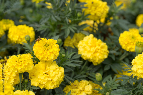 Marigolds flowers in the garden