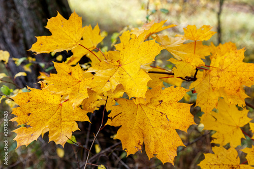 Yellow maple leaves on a branch