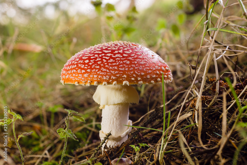 Fly Agaric or Amanita muscaria a poisonous mushroom with a red cap and white spots common in coniferous and mixed forests