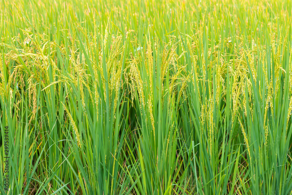 Obraz premium The rice plants yield in the paddy green field.