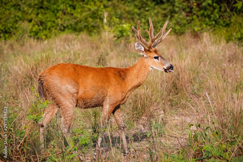 Side view of a Pampa Deer with beautiful colored fur in the afternoon light on a dry meadow, Pantanal Wetlands, Mato Grosso, Brazil