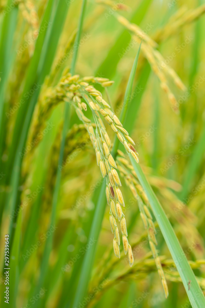 Closeup of yellow paddy rice field with green leaf Closeup of yellow paddy rice field with green leaf