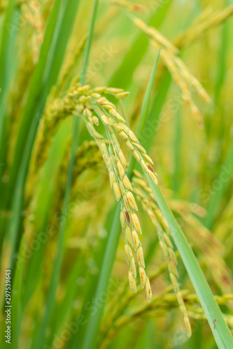 Closeup of yellow paddy rice field with green leaf