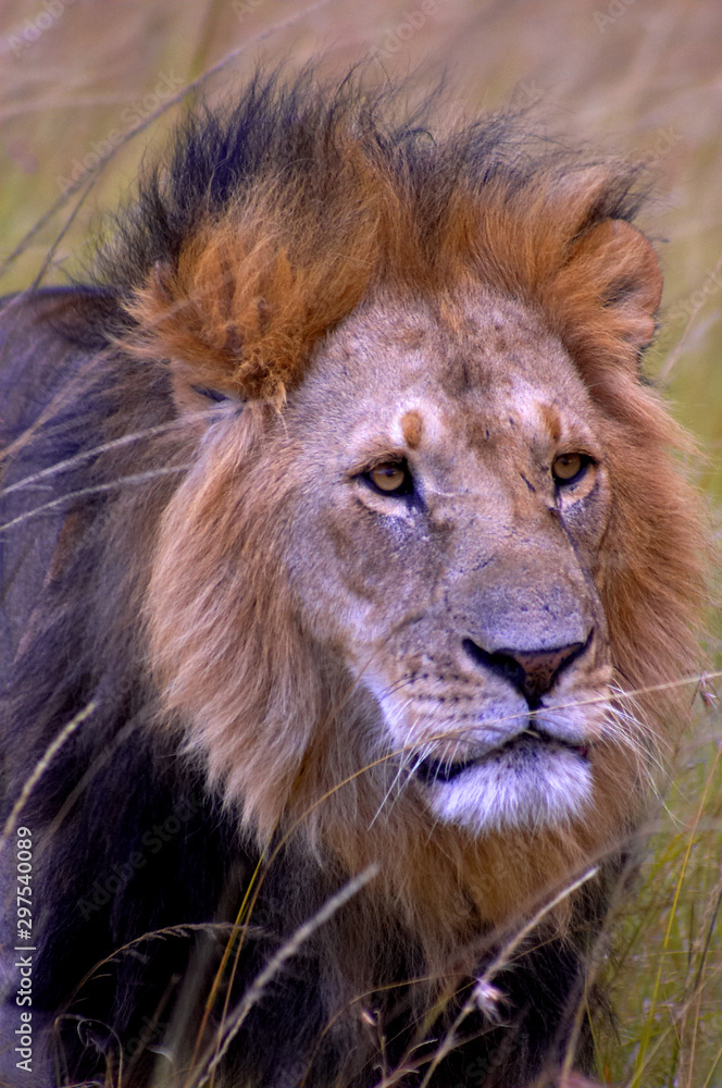 Fototapeta premium leon cabeza