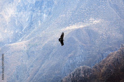 condor soaring above mountains