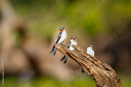 Close up of three White-winged Swallows perched on a brown tree stump against natural defocused background, Pantanal Wetlands, Mato Grosso, Brazil photo