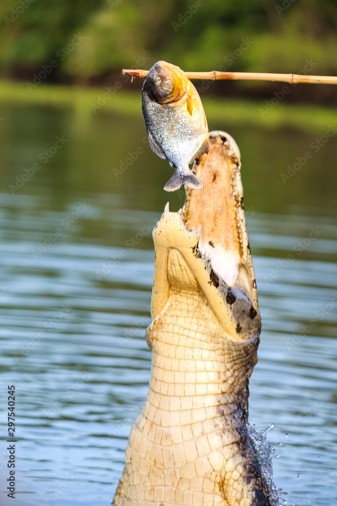 Φωτογραφία Yacare Caiman jumping out of the water to catch fish, Pantanal Wetlands, Mato Gr