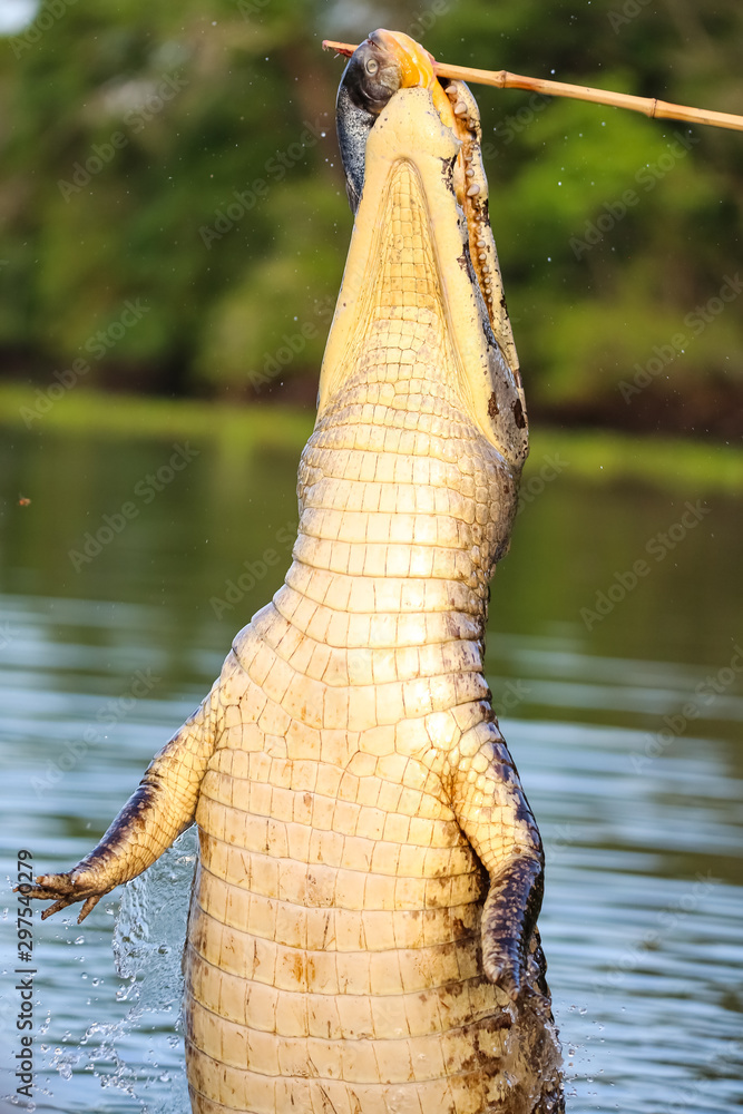 Φωτογραφία Yacare Caiman jumping out of the water to catch fish, Pantanal Wetlands, Mato Gr