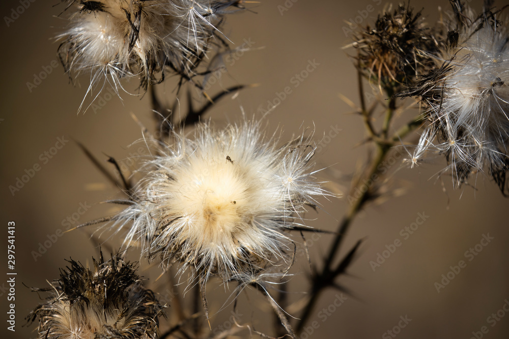 Thistle flowers with seeds spreading during autumn, selective focus