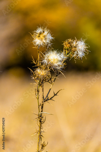 Thistle flowers with seeds spreading during autumn  selective focus