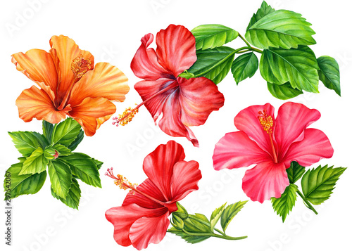 set of hibiscus flowers painted in watercolor  on an isolated white background  botanical illustration  tropical flowers