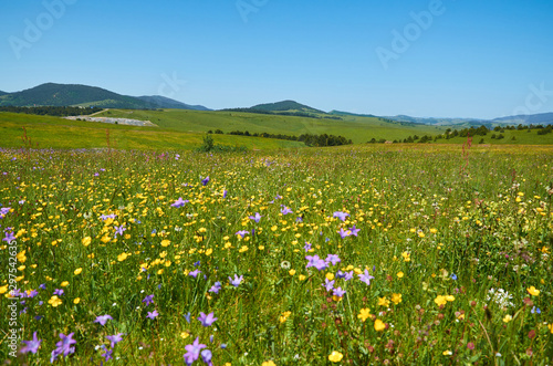 Hills, valleys and a meadow with colorful wildflowers in springtime