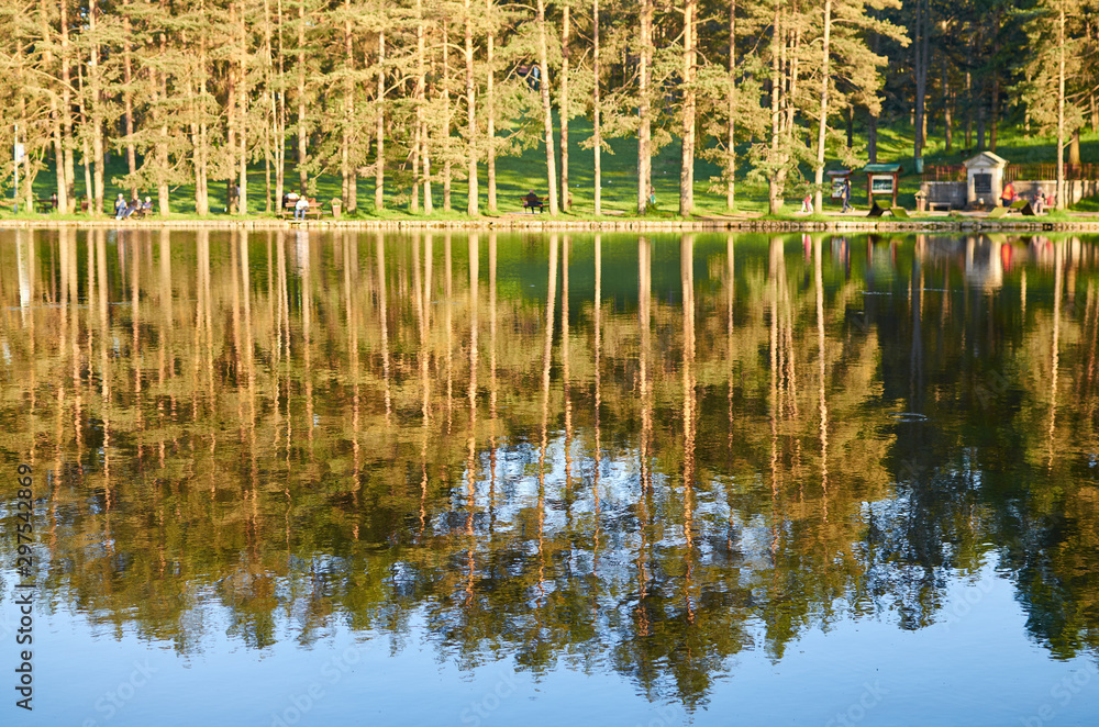 Obraz premium Reflection of trees on a still water of a lake