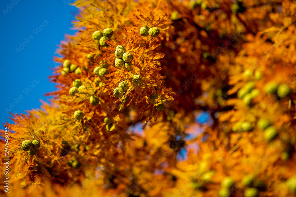 Beautiful Colorful Autumn Leaves, sunny day.