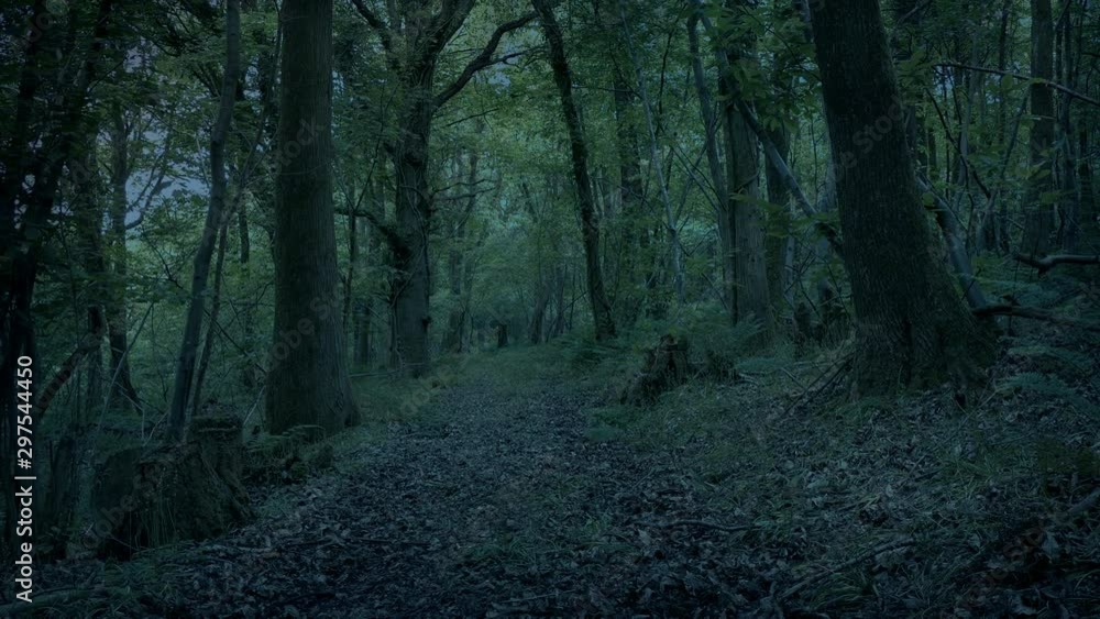 Moving Across Woodland Path In The Dark Moving Across Woodland Path In The Dark