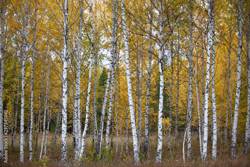 Birch Grove. Autumn landscape.