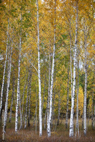 Birch Grove. Autumn landscape.