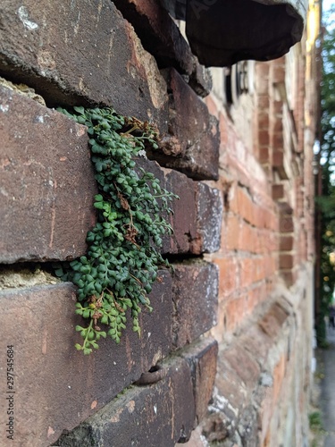 A plant that grows from an old brick house