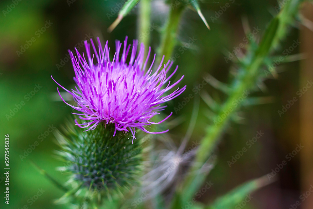 thistle flower thistle flower