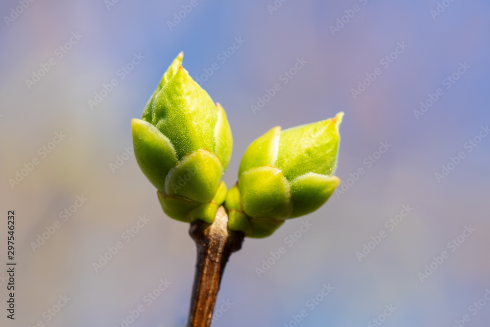 Makro / Detail einer Knospe an Baum Makro / Detail einer Knospe an Baum