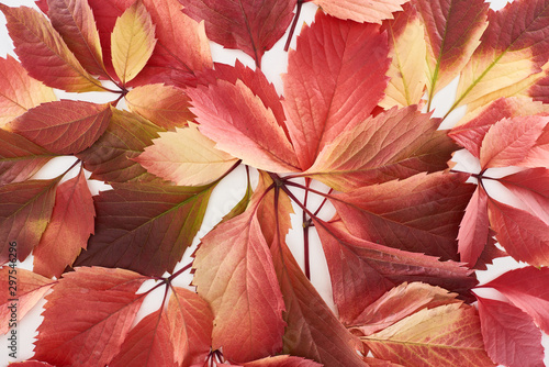 close up view of colorful red leaves of wild grapes isolated on white