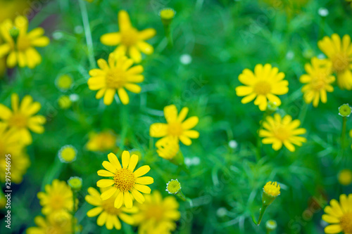 Field of Dahlberg daisy in the garden