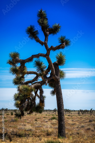 Joshua Tree
