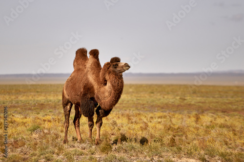 Bactrian camel in the Gobi desert of Mongolia, beautiful closeup portrait