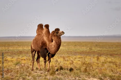 Fototapeta Bactrian camel in the Gobi desert of Mongolia, beautiful closeup portrait