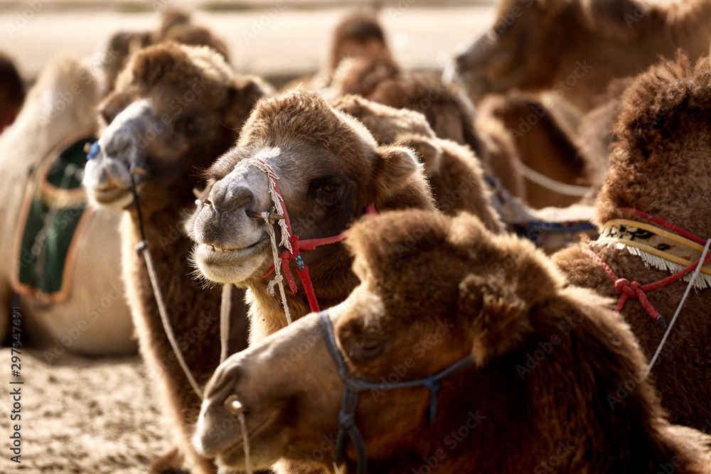 Obraz premium Bactrian camel in the Gobi desert of Mongolia, beautiful closeup portrait
