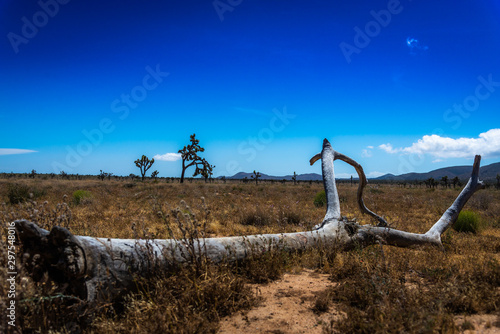 Joshua Tree