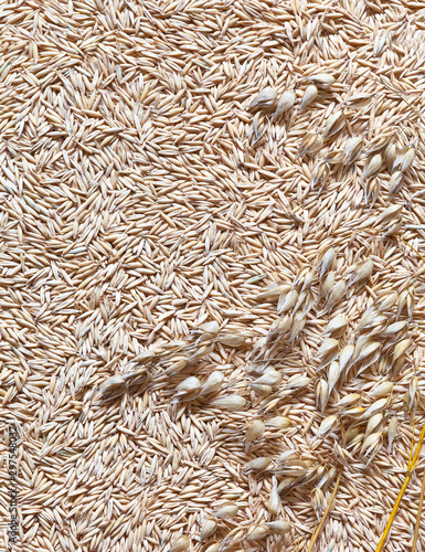 Natural vegetal background of oat grains in the shell and several ears of oats. Healthy bran, vitamins and fiber. View from above, flat lay, cllose up