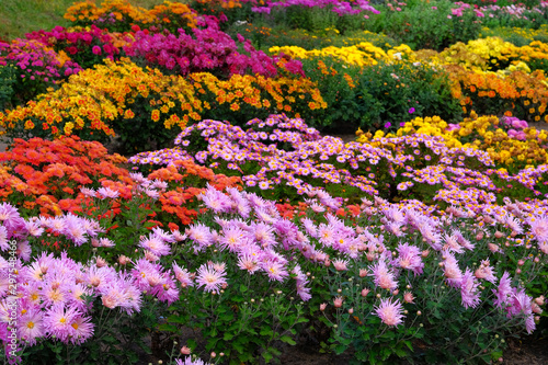 Purple  red and  orange chrysanthemum in gardening nursery and shop. Chrysanthemum wallpaper. Floral vibrant blooming background. Close up.