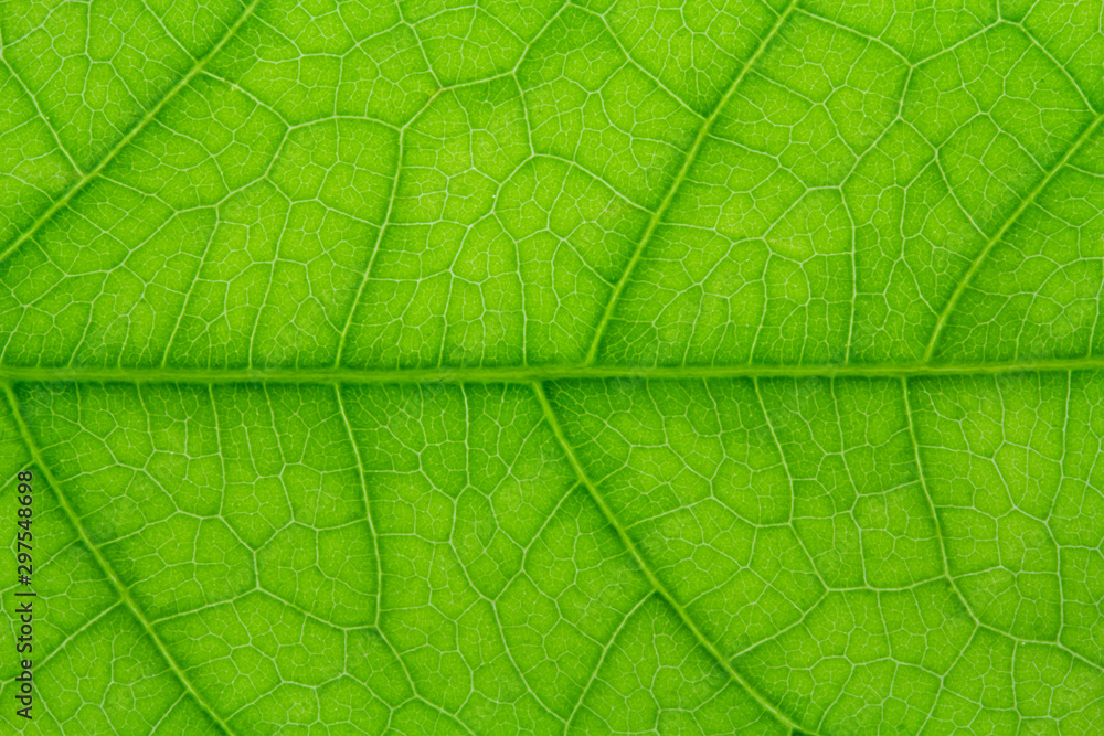 close up of Green leaf texture with leaf veins for background center focus close up of Green leaf texture with leaf veins for background center focus