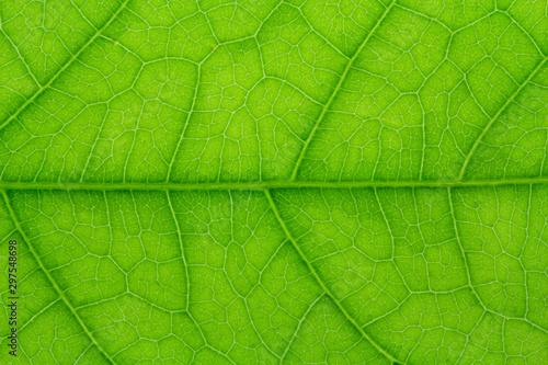 close up of Green leaf texture with leaf veins for background center focus