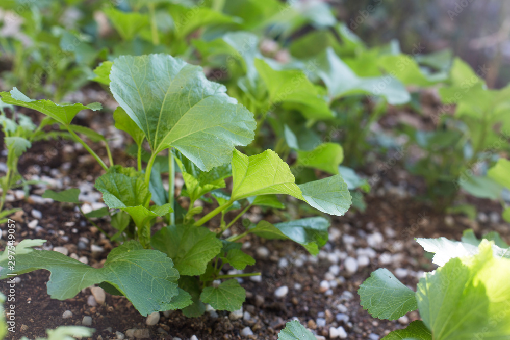 Obraz premium Fresh green leaf of mallow garden.