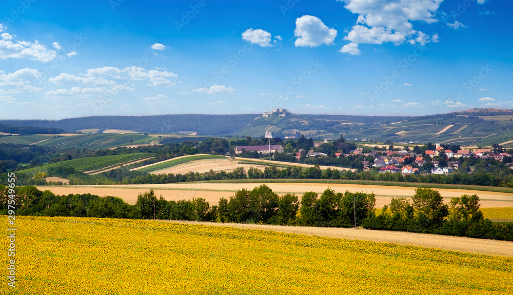 Obraz premium Field with blossoming sunflowers under the blue sky, Slovakia