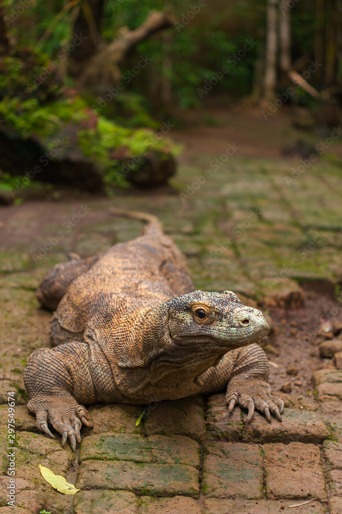 Obraz premium Komodo Dragon