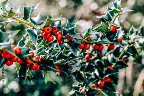 Cuadro en lienzo Beautifully lit branches of holly with red berries