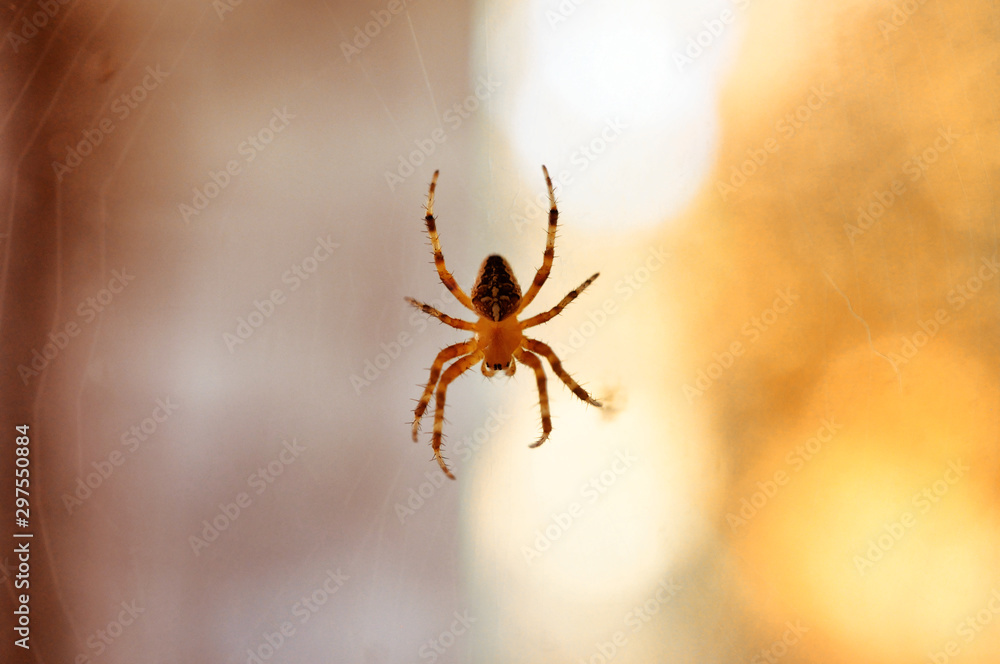 Close-up of a spider on glass against the backdrop of the setting sun,macro Close-up of a spider on glass against the backdrop of the setting sun,macro