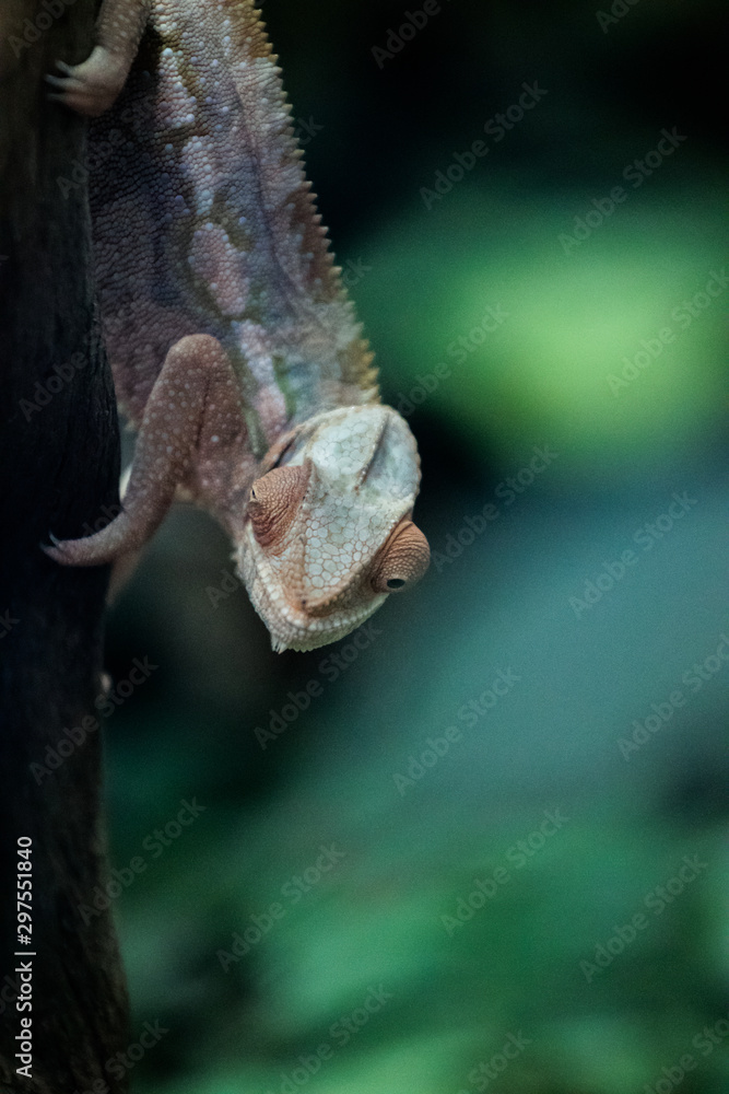 Obraz premium Chameleons