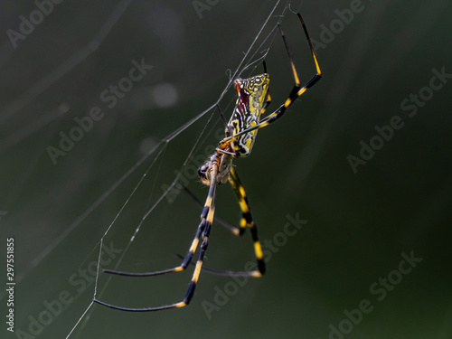 Nephila clavata Joro orb weaver spider on web 6